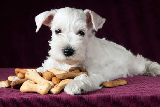 Canva - puppy with dog biscuits bones