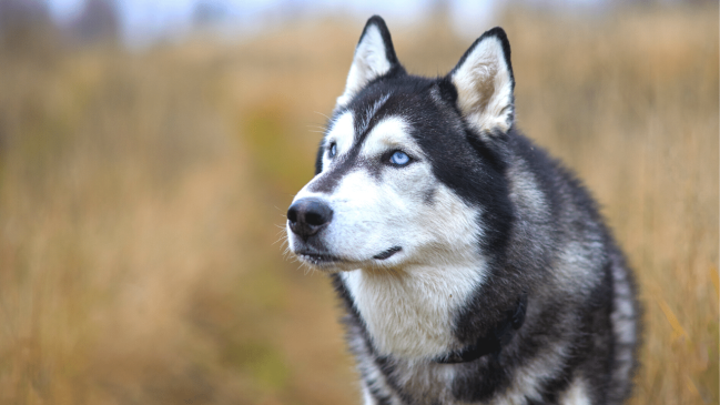 siberian husky - healthiest dog breeds