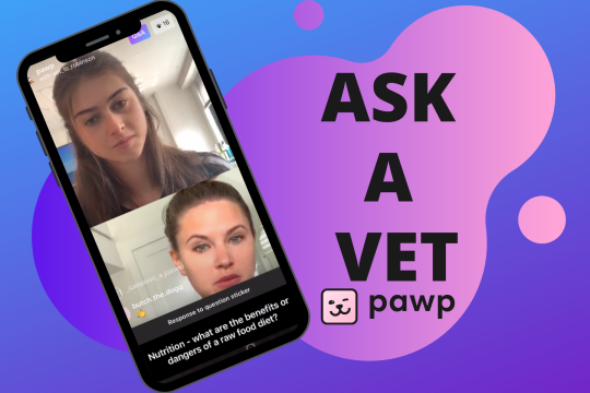 We Asked A Vet About Separation Anxiety, Raw Food Hype & More