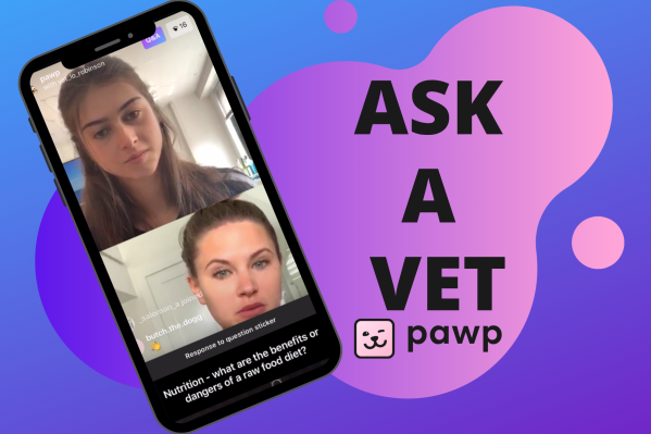 We Asked A Vet About Separation Anxiety, Raw Food Hype & More