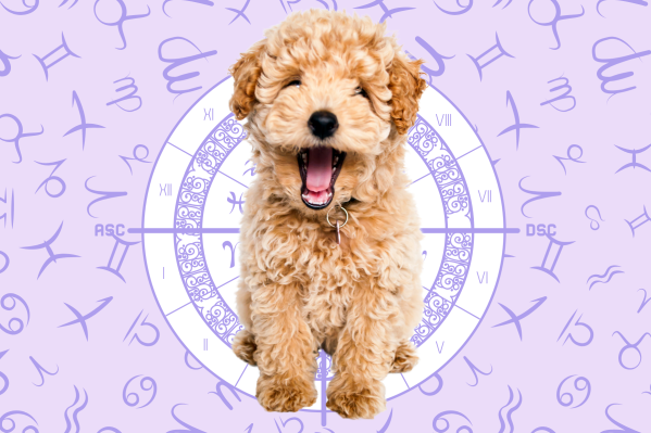 Your Dog's Weekly Horoscope 2020: March 2-8
