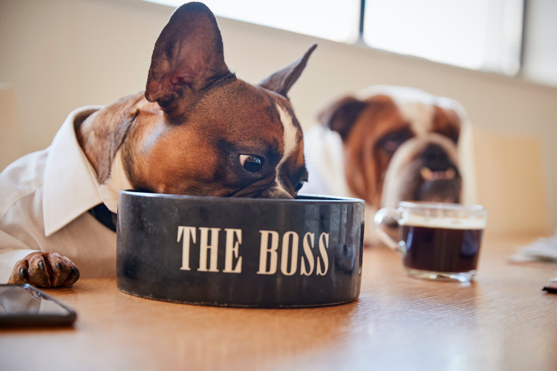 Canva - Dog Dressed as Businessmen Eating from Bowl Labelled the Boss