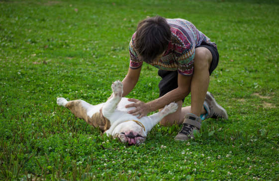 Canva - Owner rubbing his dog belly, in grass.