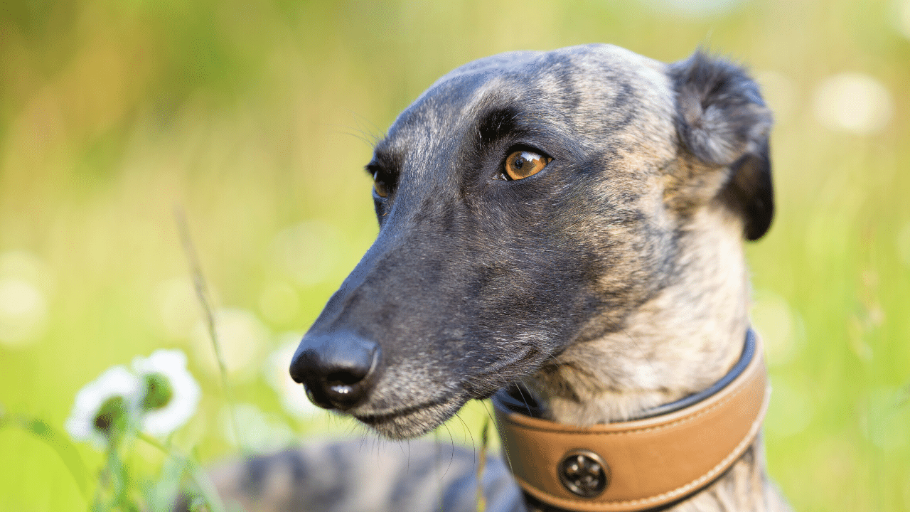 whippet - healthiest dog breeds