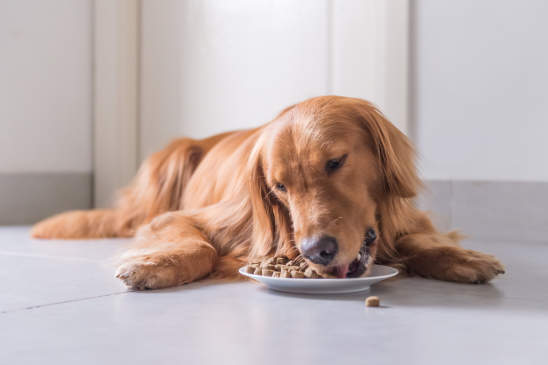 Canva - Golden Retriever, lay on the floor to eat dog food