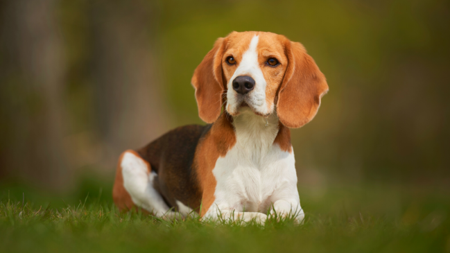Beagle - best dog breed for cats - Pawp