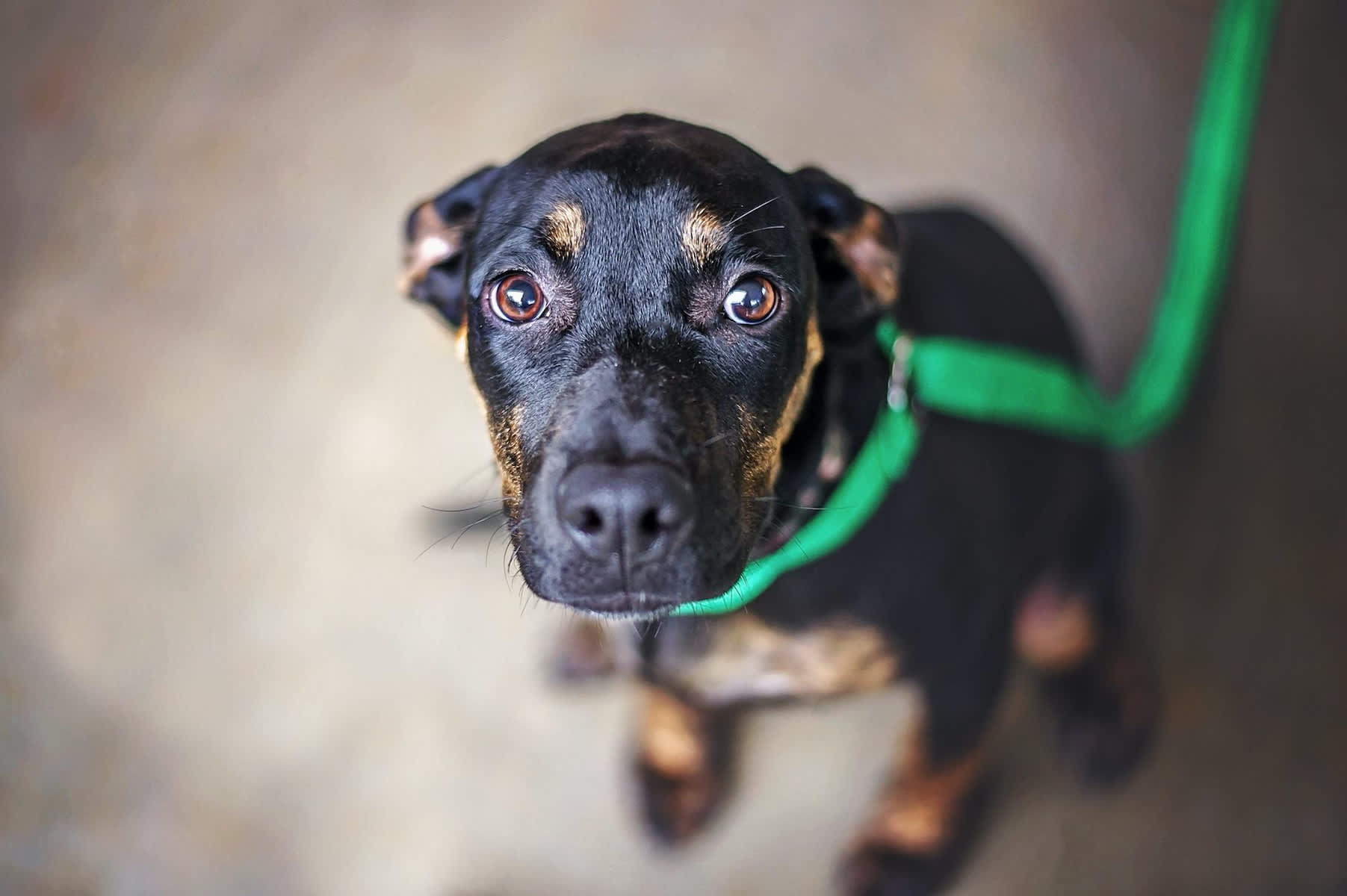 Canva - Scared Dachshund Mix in Shelter
