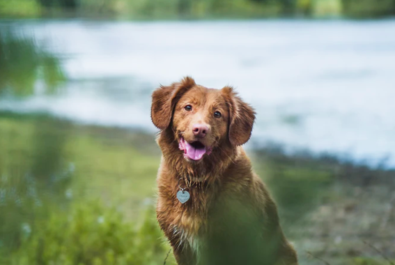 Algae Poisoning In Dogs: Causes, Symptoms & Treatments  