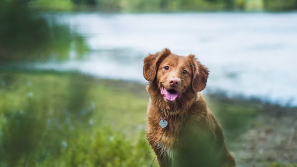 Algae Poisoning In Dogs: Causes, Symptoms & Treatments  