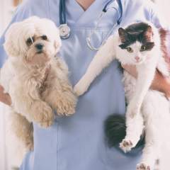 The Best Pet Health Insurance Providers Of 2020 For Dogs & Cats
