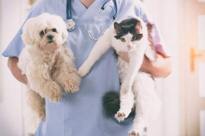 Canva - Vet with dog and cat