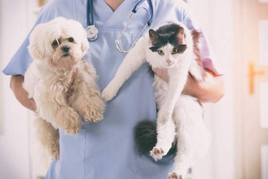 The Best Pet Health Insurance Providers Of 2024 For Dogs & Cats