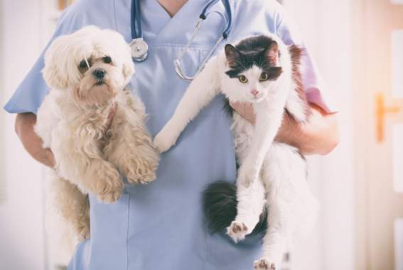 The Best Pet Health Insurance Providers Of 2023 For Dogs & Cats