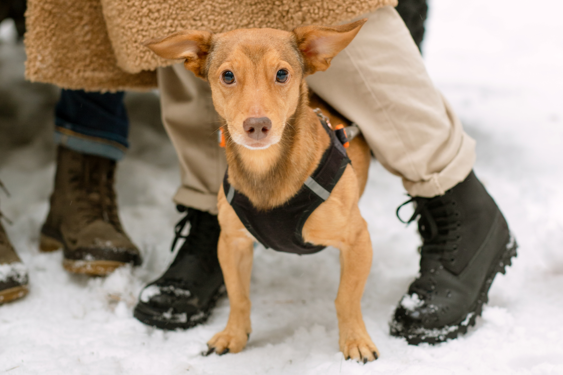 how cold is too cold for a dog to be outside