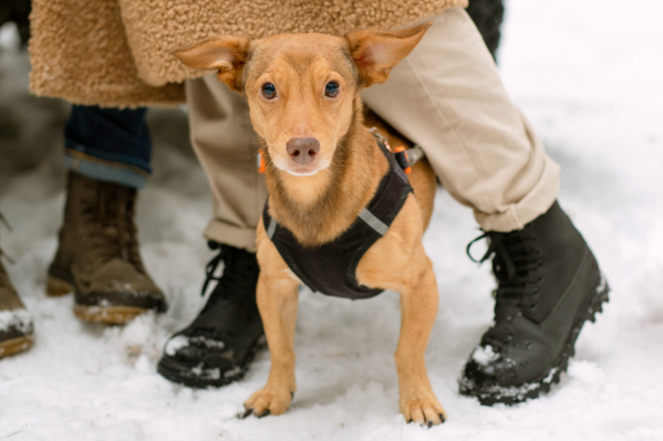 How Cold Is Too Cold To Take Your Pet Outside?