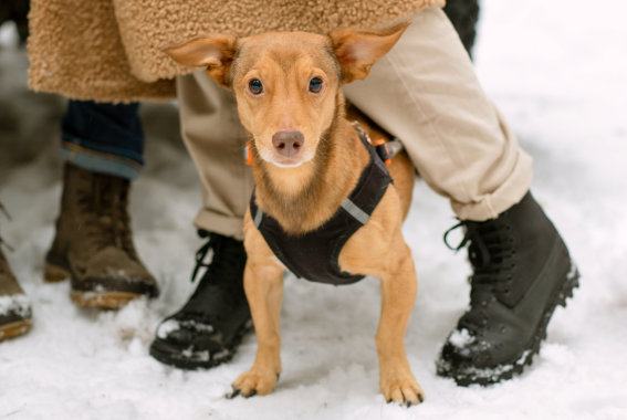 How Cold Is Too Cold To Take Your Pet Outside?