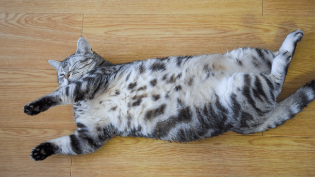 What Your Cat S Favorite Sleeping Position Says About Their Personality