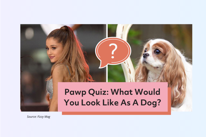 Pawp Quiz What Would You Look Like As A Dog