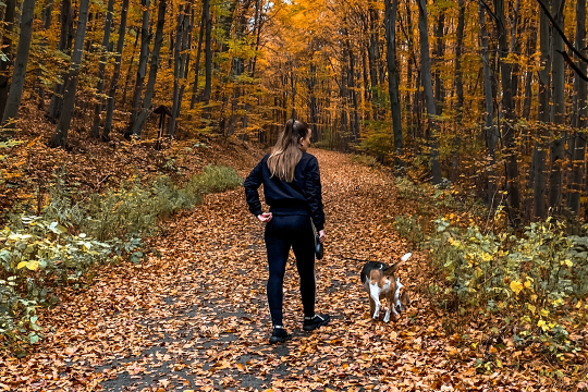 The Ultimate Guide To Walking Your Dog