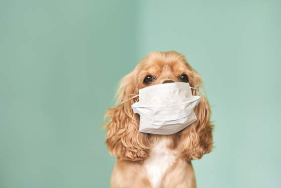 How To Protect Your Pet Against Coronavirus, According To Vets