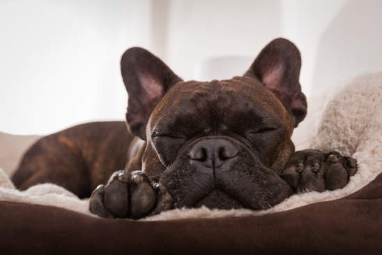 Canva - Dog Siesta Sleep