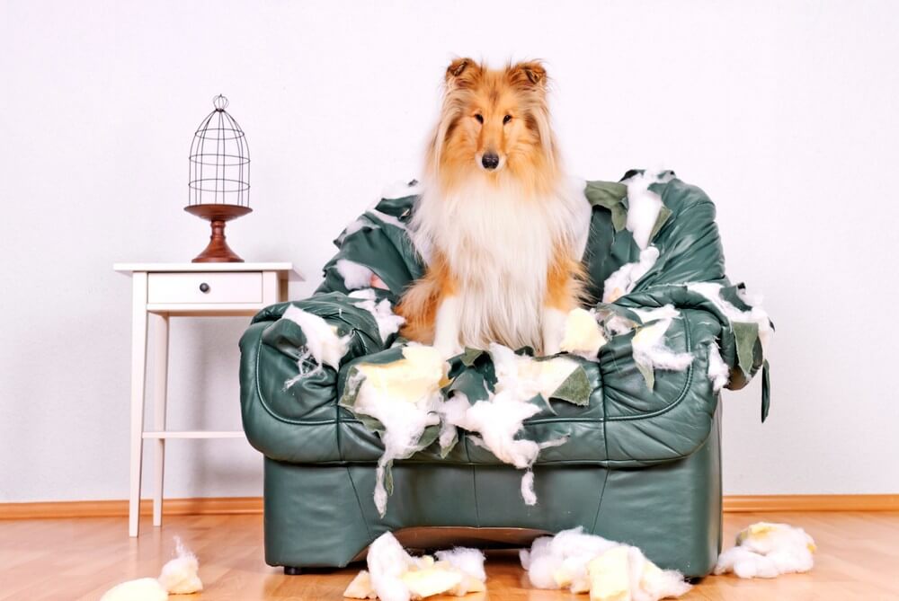 Assurance responsabilité civile: qui et que couvre-t-elle? Chien assis sur un canapé déchiqueté. Que paie l’assurance responsabilité civile?