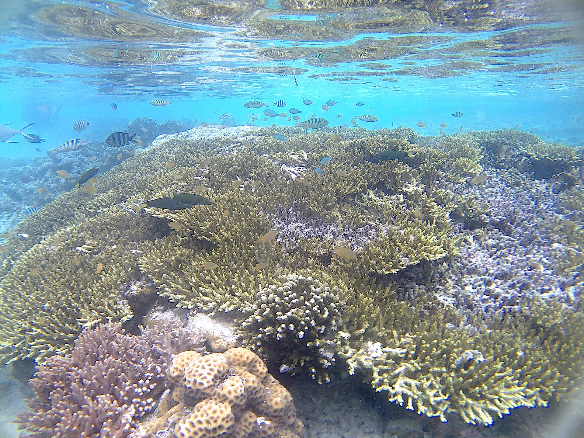 Korál pod molem u Arboreku ukazuje mořské bohatství Raja Ampat v měřítku vesnice.