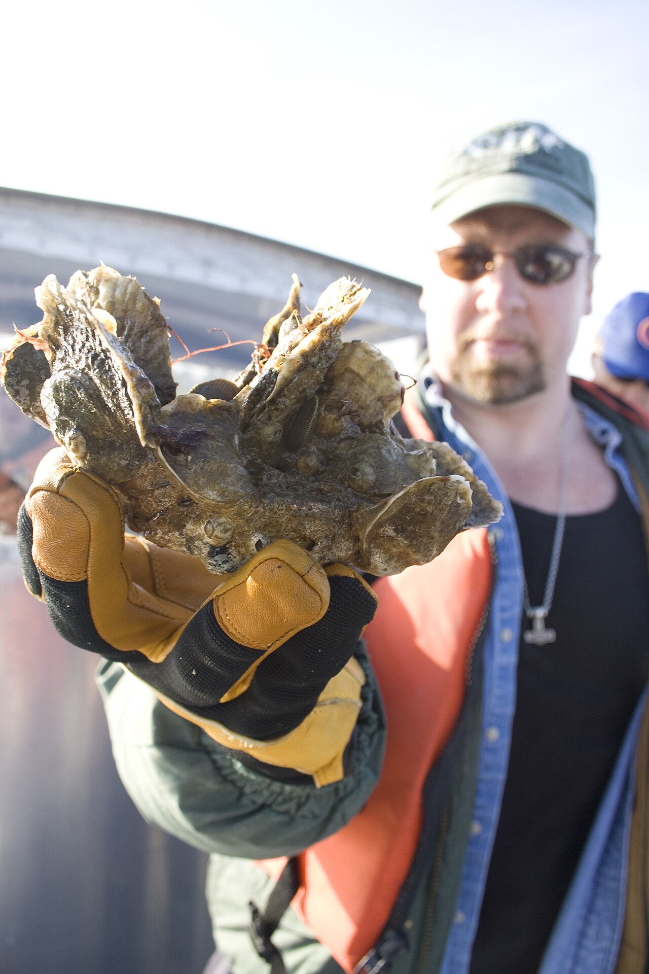 Oyster restoration work in Virginia shows the reef-building organism at the centre of the nitrogen-removal story. Credit: U.S. Army Corps of Engineers, Wikimedia Commons, public domain