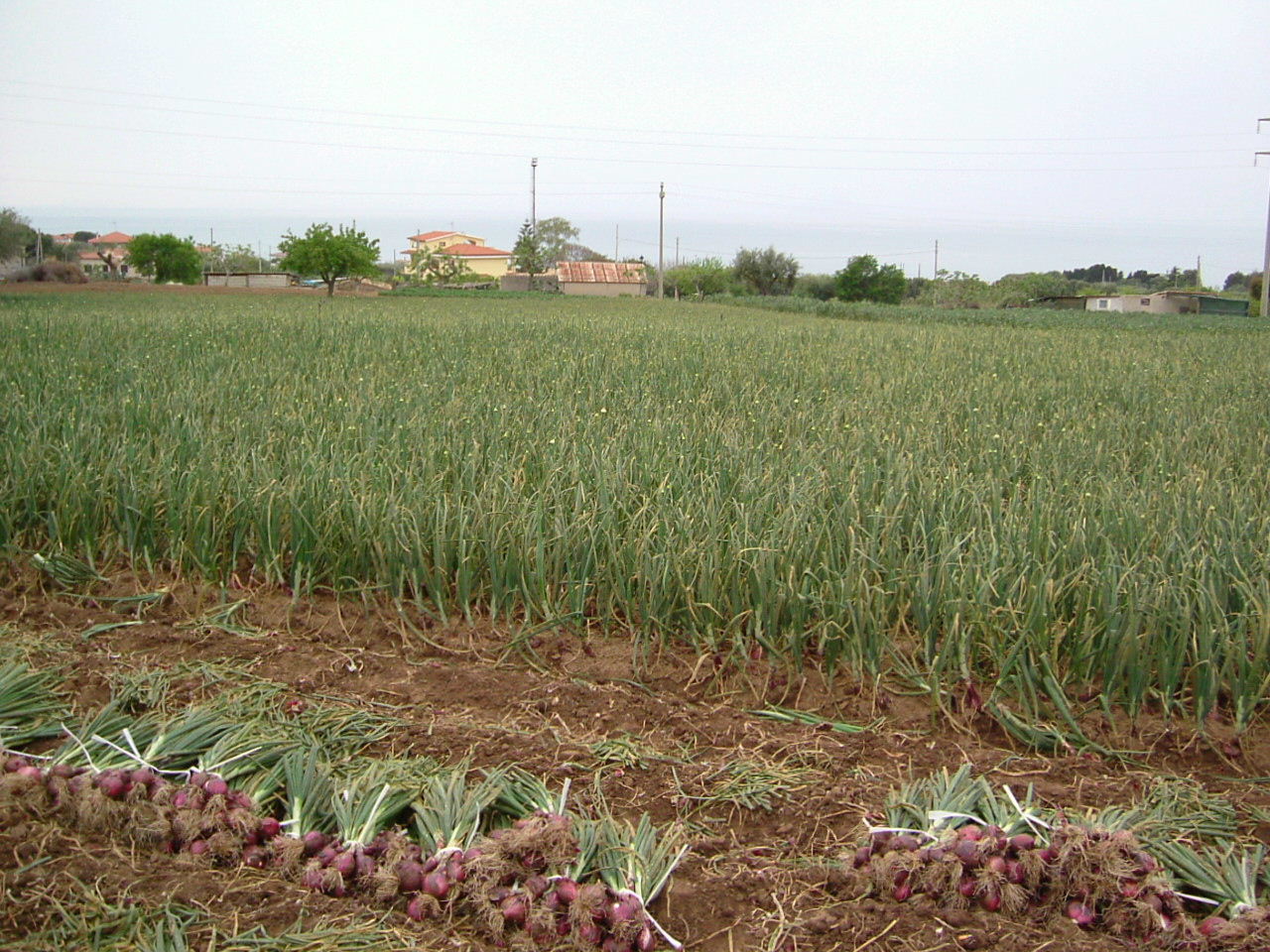 Plantáž Cipolla Rossa di Tropea ukazuje zemědělskou stránku slavné sladké cibule. Foto: Belsito, Wikimedia Commons, CC BY-SA 3.0