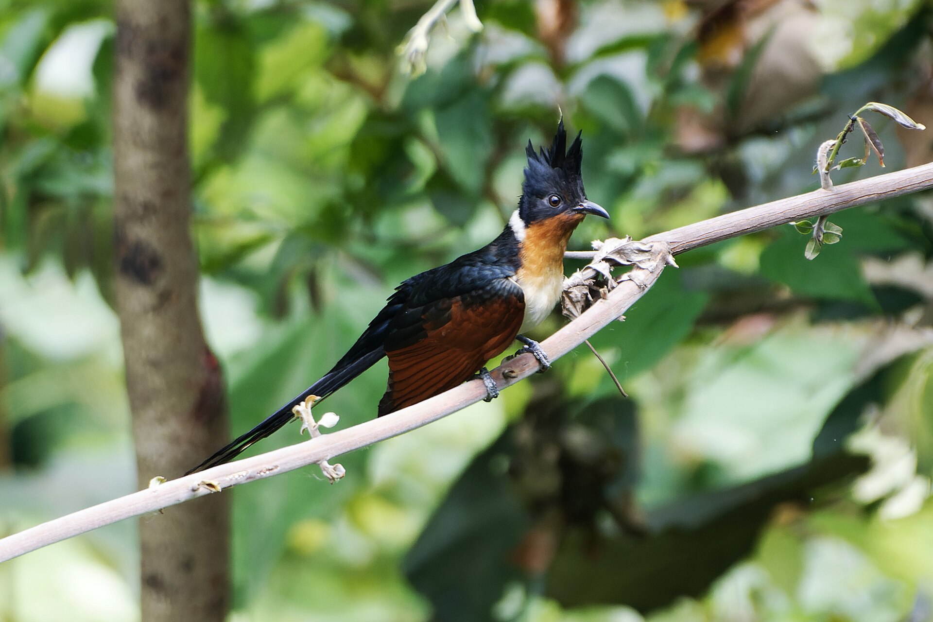 Chestnut-winged Cuckoo (Clamator coromandus) a fleeting flame through the forest canopy 03. Photo: Shiv's fotografia, Wikimedia Commons, CC BY-SA 4.0