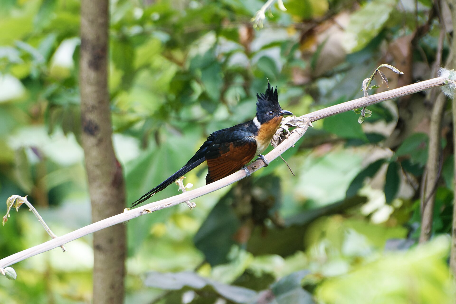Chestnut-winged Cuckoo (Clamator coromandus) a fleeting flame through the forest canopy 02. Photo: Shiv's fotografia, Wikimedia Commons, CC BY-SA 4.0