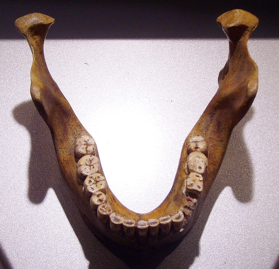 The Mauer mandible replica illustrates why fossil human jaws are so valuable and so difficult to interpret: small dental surfaces can carry large evolutionary claims. Photo: Gerbil, Wikimedia Commons, CC BY-SA 3.0