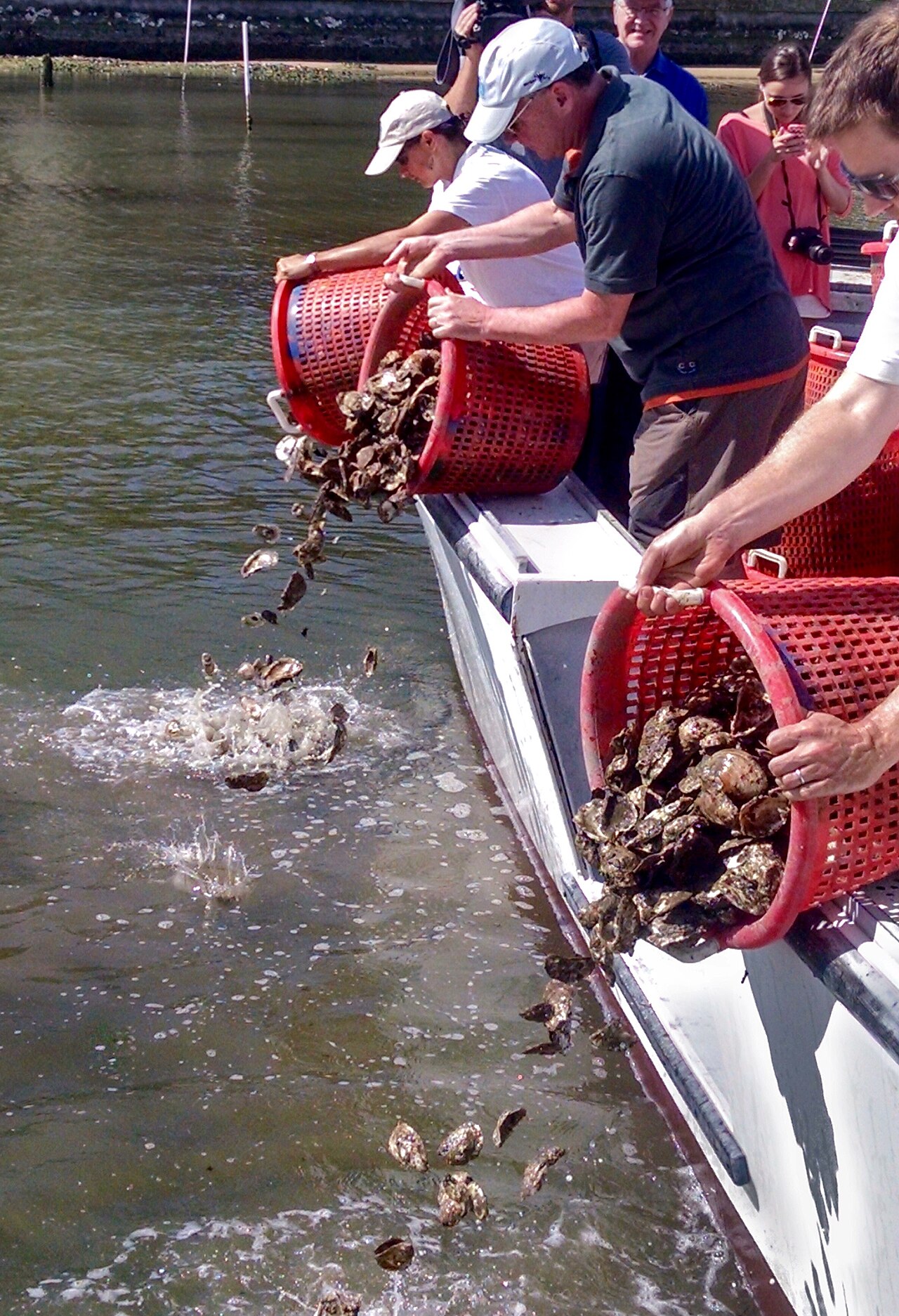 Citizen volunteers working on oyster reef restoration illustrate the practical coastal projects that can add water-quality benefits. Credit: NOAA/Chesapeake Bay Program, Wikimedia Commons, public domain