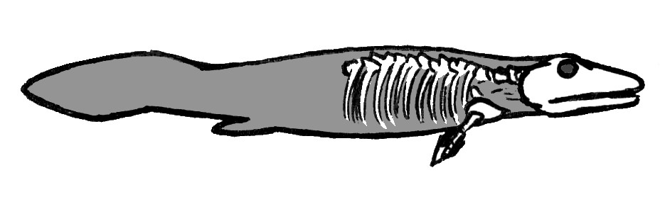 This prehistoric fish may explain how animals first walked on Earth
