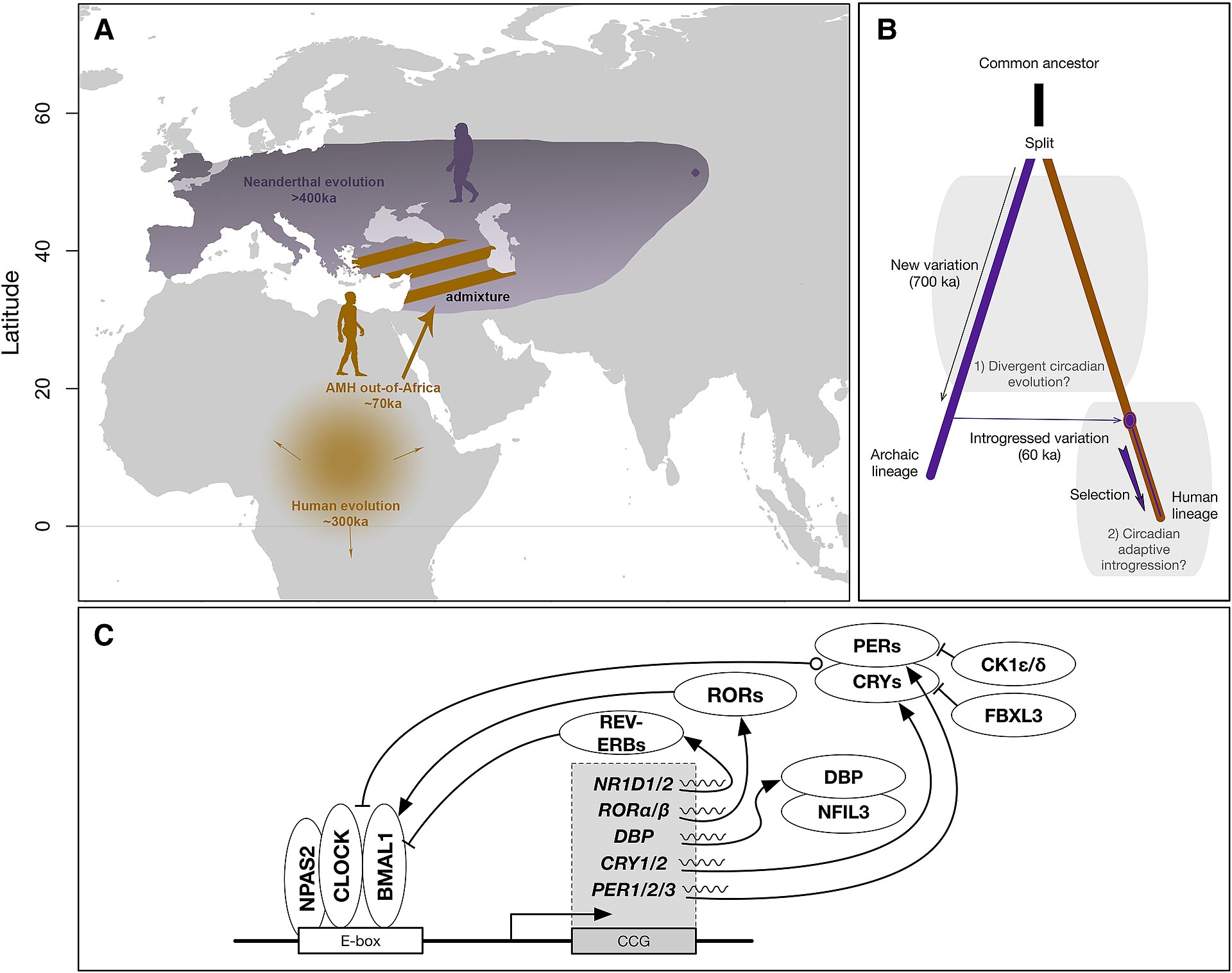 Ancient DNA reveals a hidden Neanderthal group frozen in time