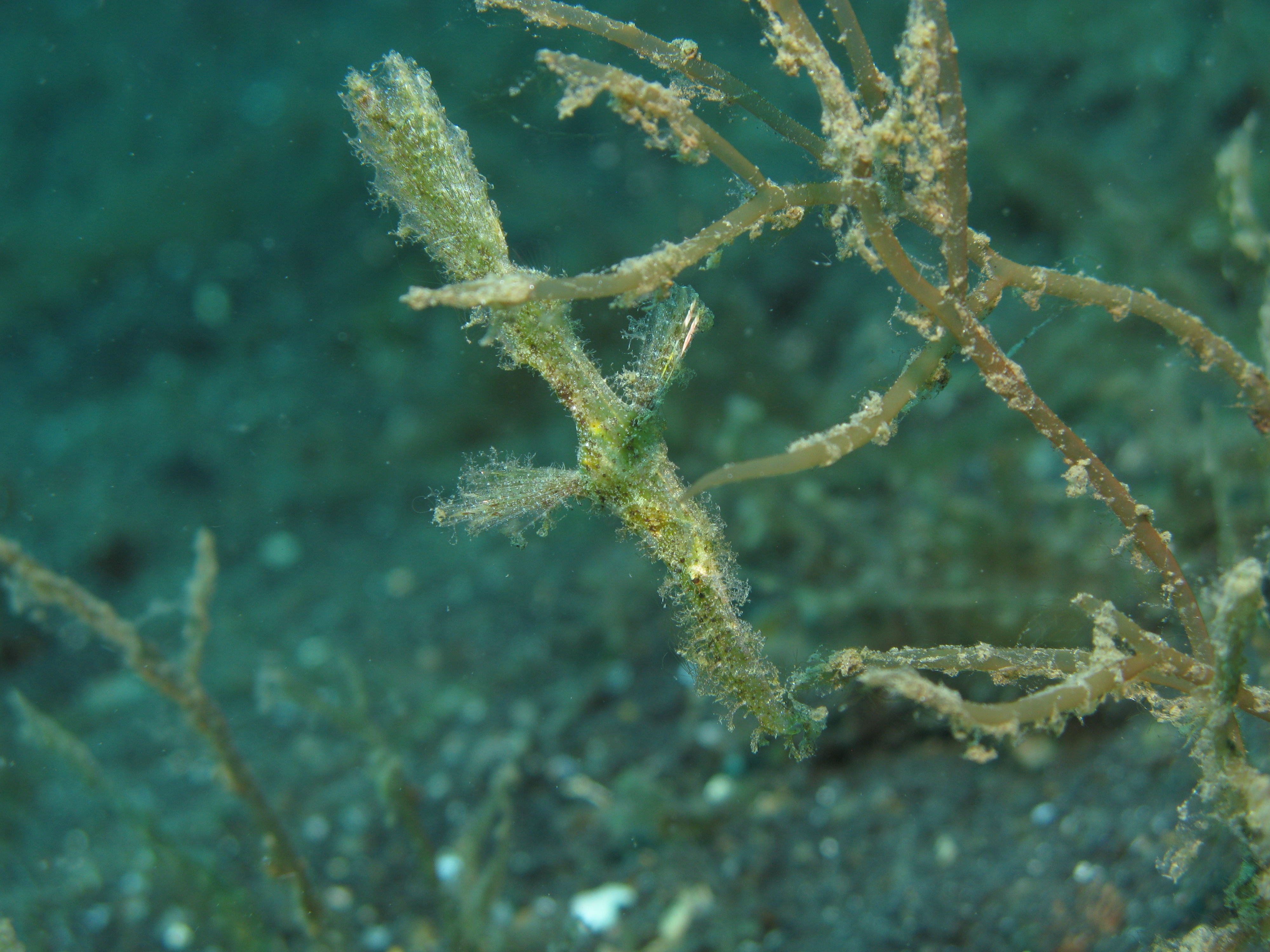 Srovnání s drsnorypou přízračnou jehlou: Solenostomus paegnius není nově popsaný druh, ale ukazuje, proč je nutné blízké příbuzné pečlivě porovnávat. EveryBunnyKnows import z Wikimedia Commons; foto Silke Baron, CC BY 2.0