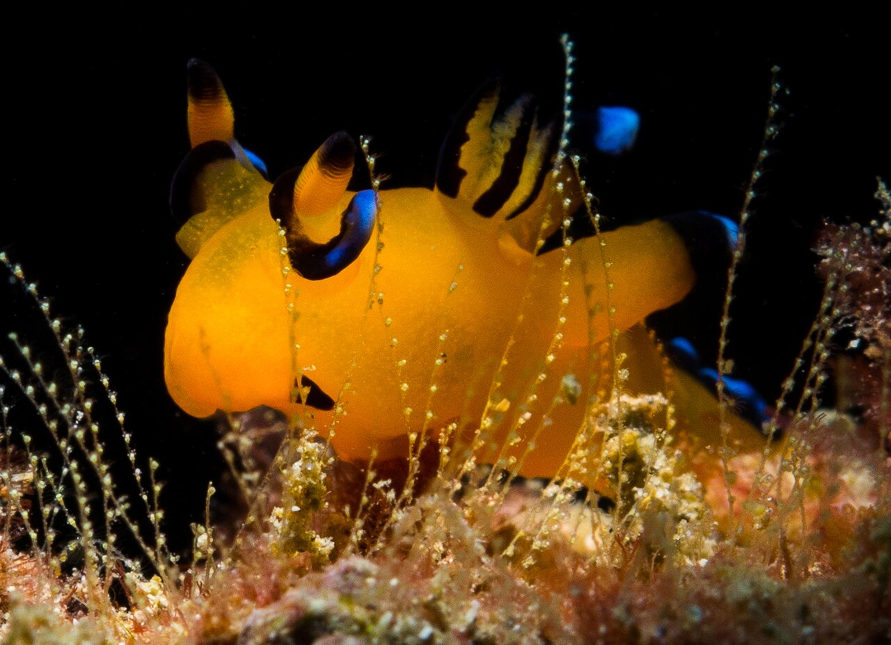 Tiny “sesame” sea slug discovered in Taiwan turns out to be a new species