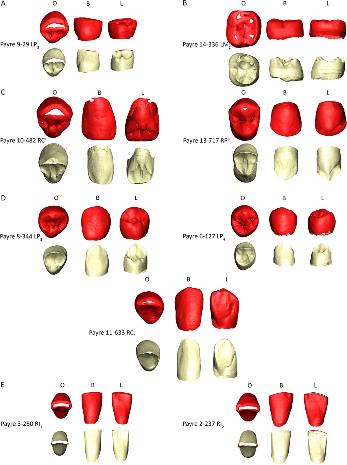 Zuby z Payre ukazují, že raní neandertálci nebyli jedním typem