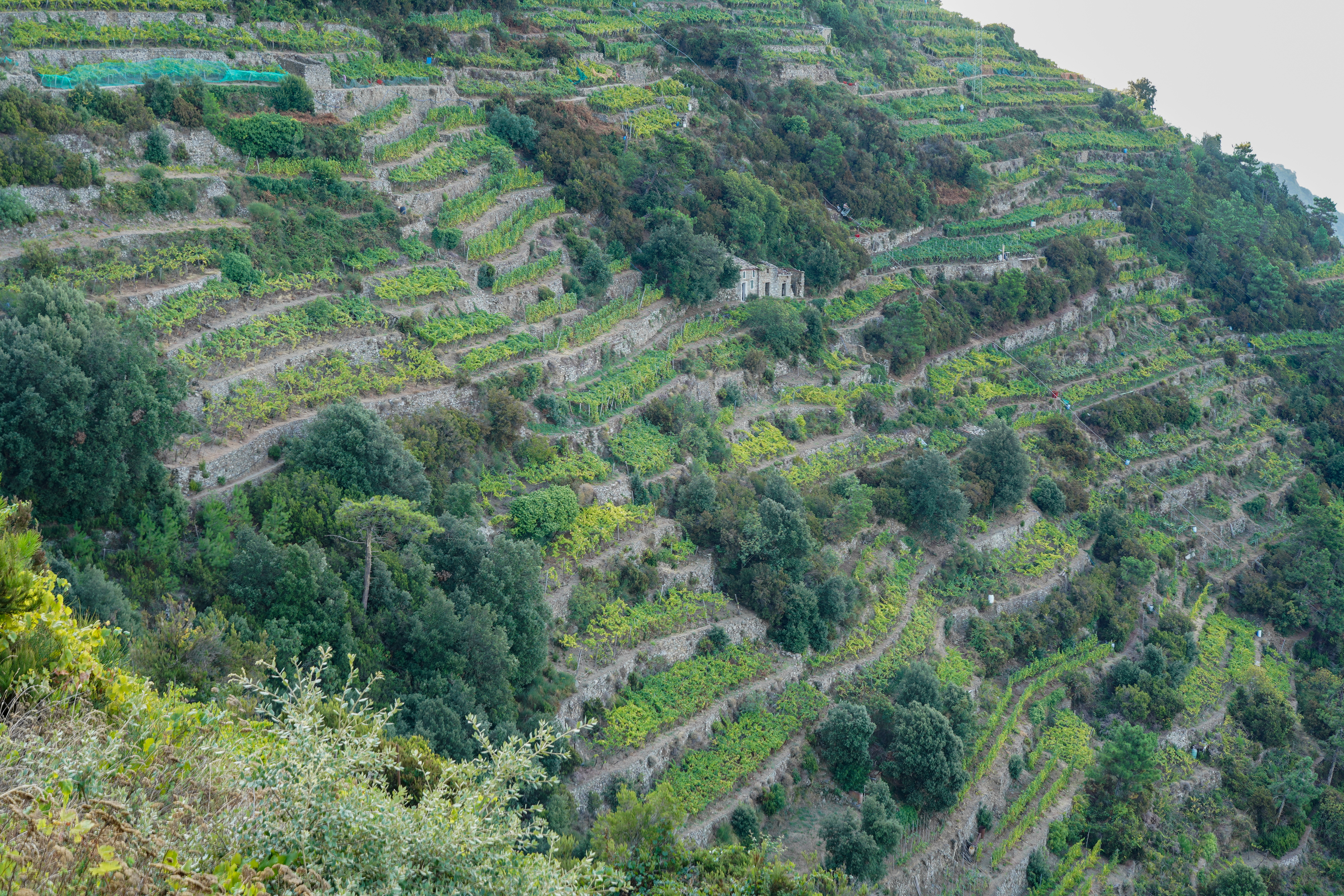 Terasové vinice u Volastry v Cinque Terre. Foto: Wikimedia Commons / autor série A7C, svobodná licence.