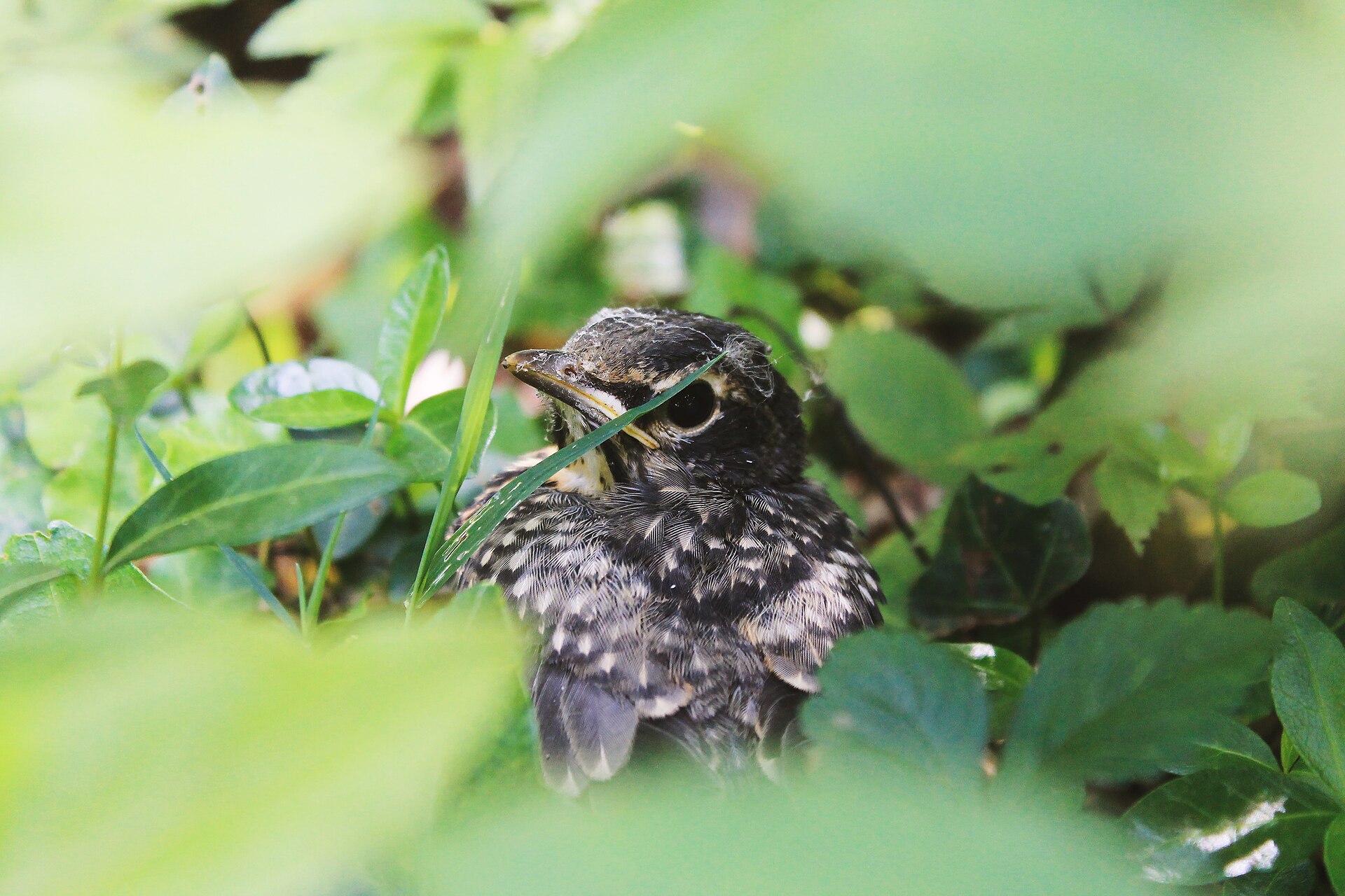 Hidden bird species discovered in Japan after DNA reveals a stunning secret