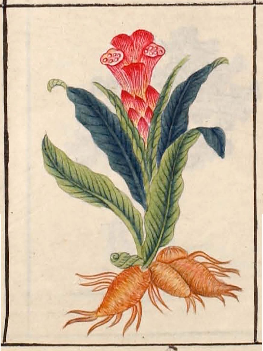Pages from the Bencao Gangmu tradition — Ming-era materia medica classified powerful substances, including dangerous plants, within systems of preparation and use. Credit: Li Shizhen / historical printed edition, Wikimedia Commons, public domain