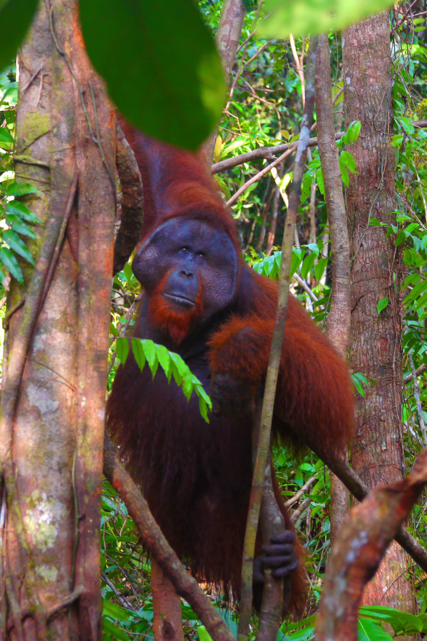 Primate teeth may rewrite the story of humanity’s “oldest habit”