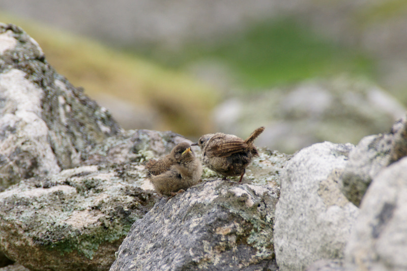 Scottish island wrens show evolution at work in miniature