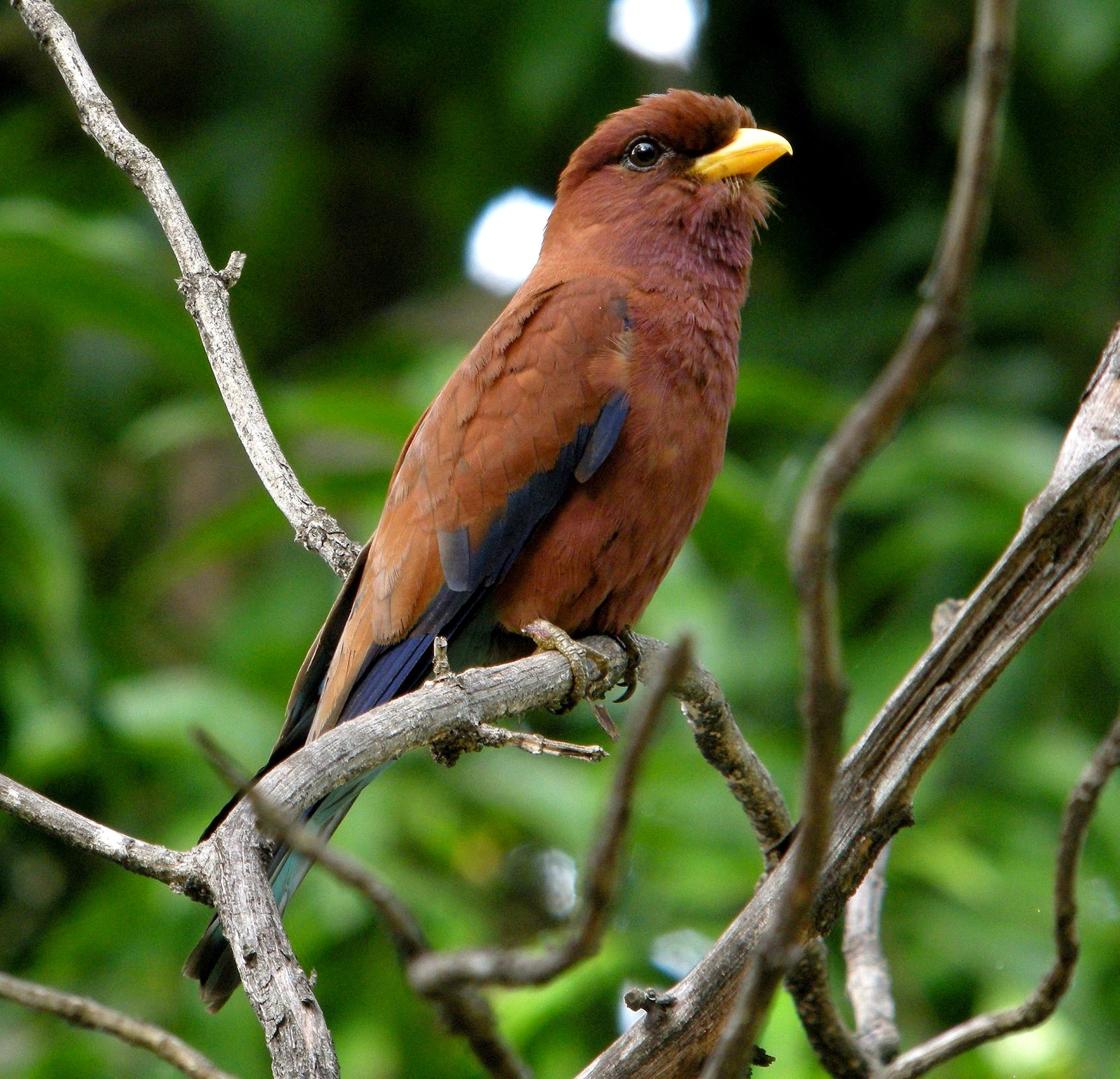 Why Madagascar is an evolutionary laboratory of animals found nowhere else