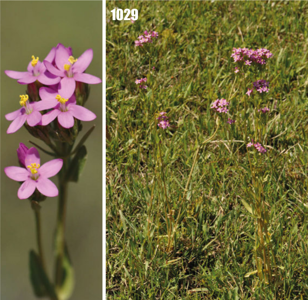 Centaury: the tiny bitter herb behind a very old digestive tradition