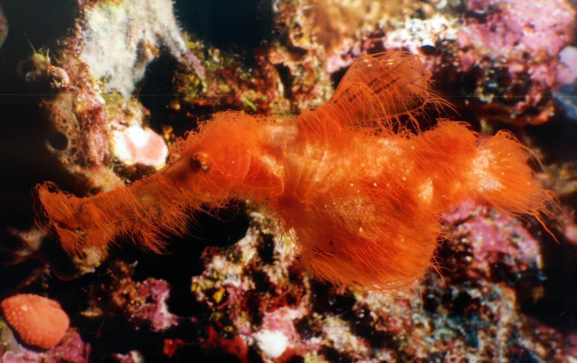 Solenostomus snuffleupagus: chlupatá přízračná jehla, která se skrývala na očích