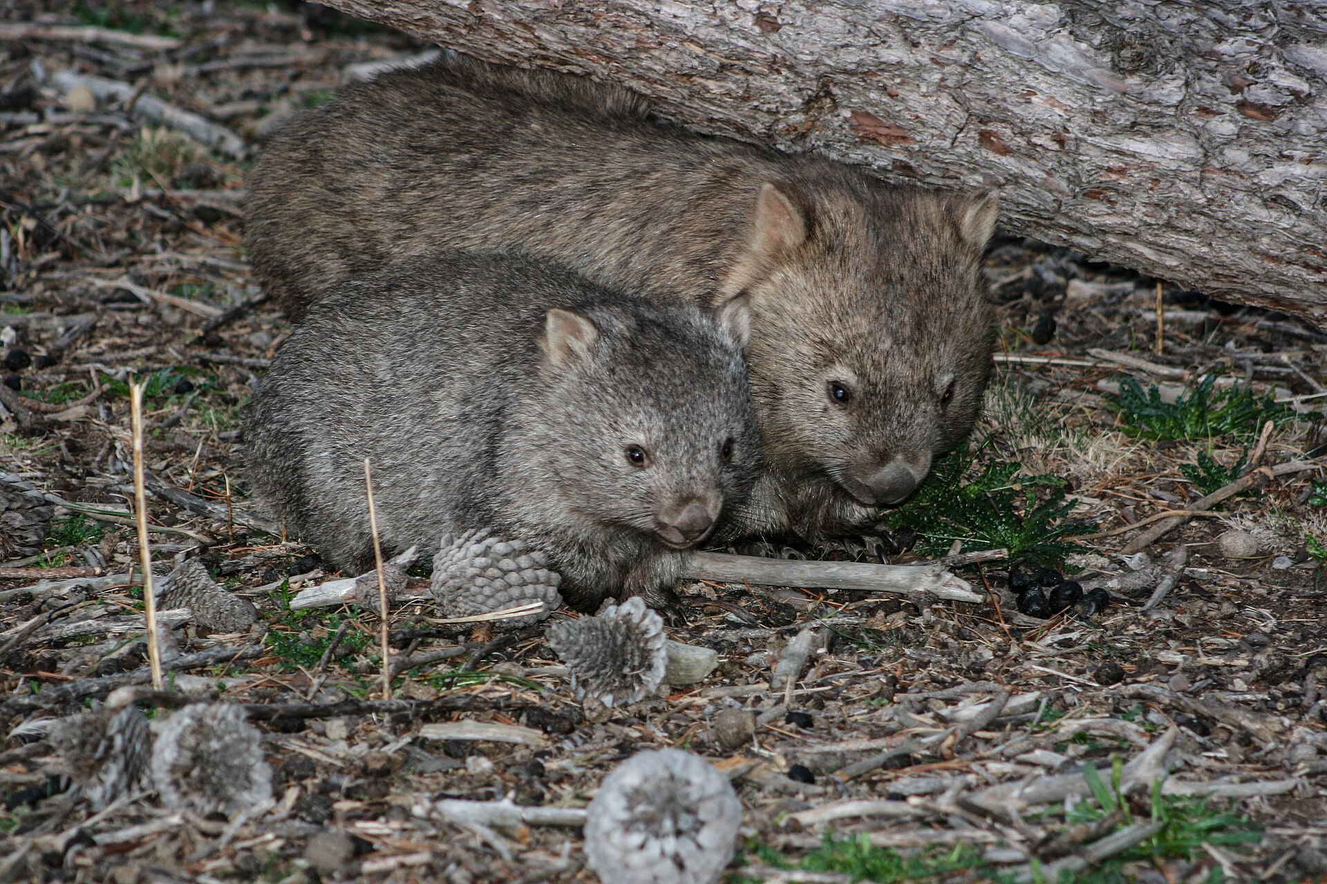 Spying on rare wombats reveals their elaborate 'underworld'