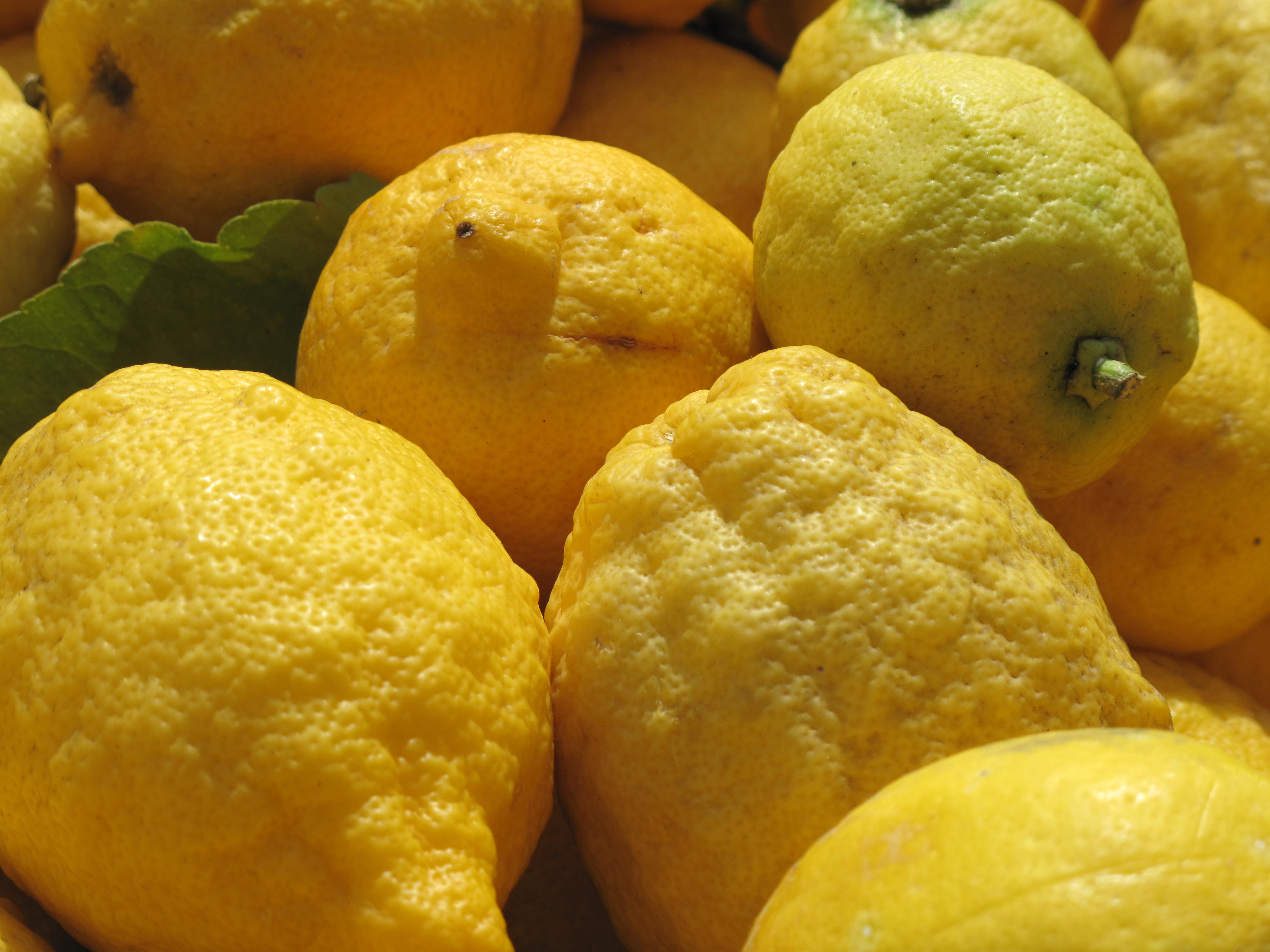Menton lemons are picked by hand and protected by a PGI that links the fruit to its local terroir. Photo: Tangopaso, Wikimedia Commons, Public domain