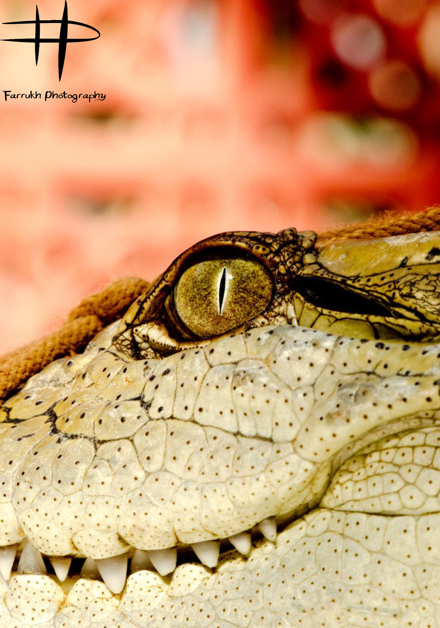Lucy’s hunter revealed: Giant crocodile terrorized early human ancestors
