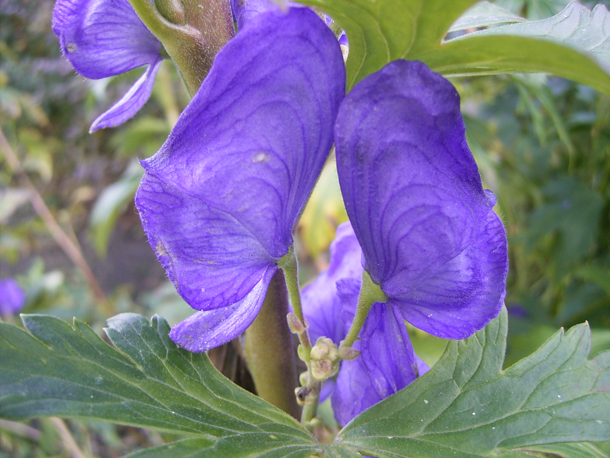 Aconitum carmichaelii, an aconite plant associated with highly toxic alkaloids such as aconitine — the plant context explains why residue on tools is medically meaningful but also dangerous. Credit: Wikimedia Commons contributor, free license listed on Commons